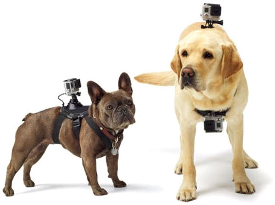 GoPro_dog