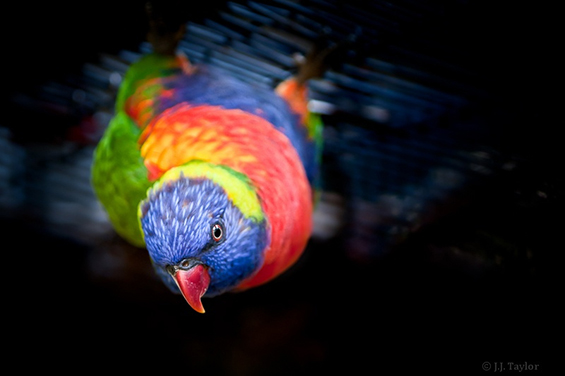 Rainbow Lorikeet